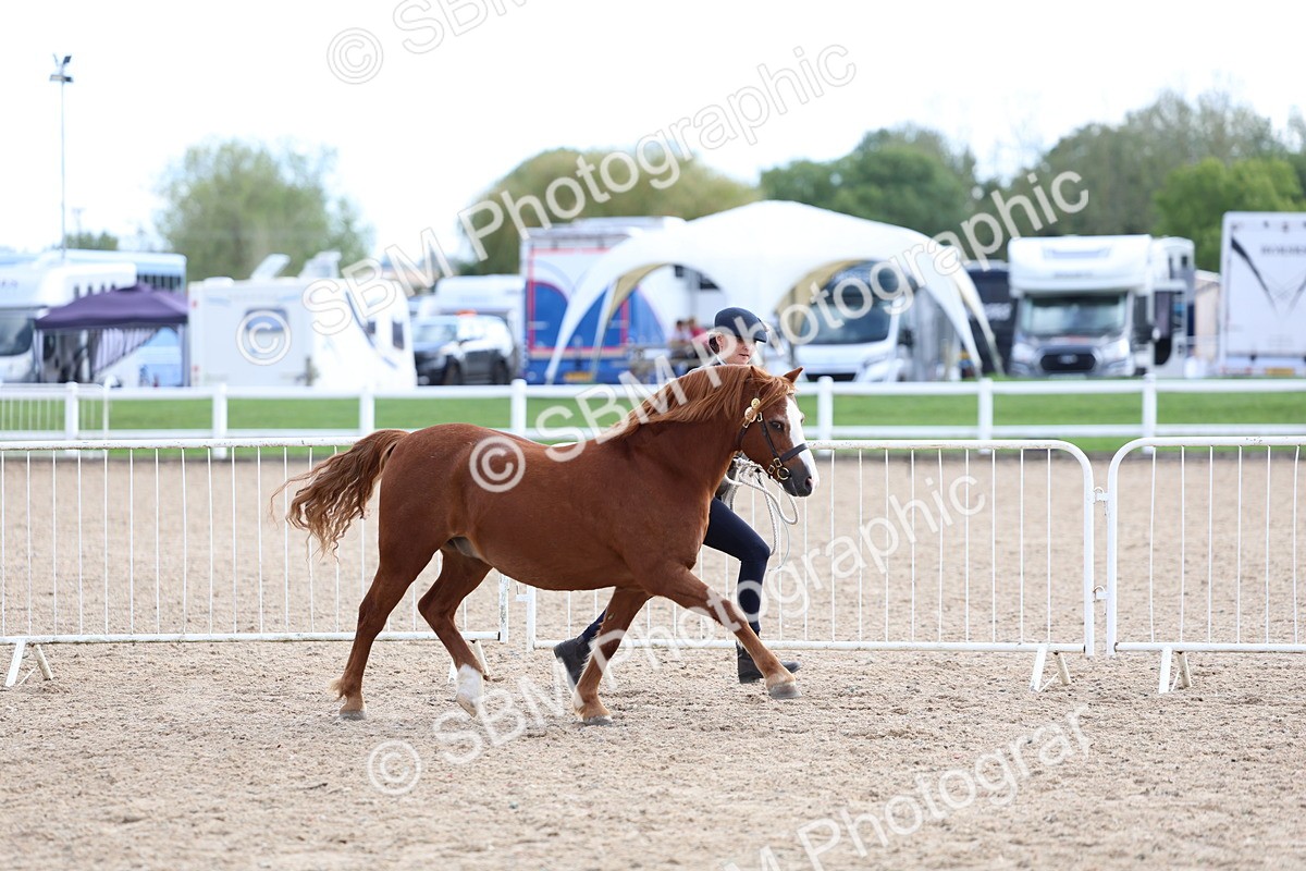 SBM_18731 - Class 317 - IH Pure Bred Horse-Pony