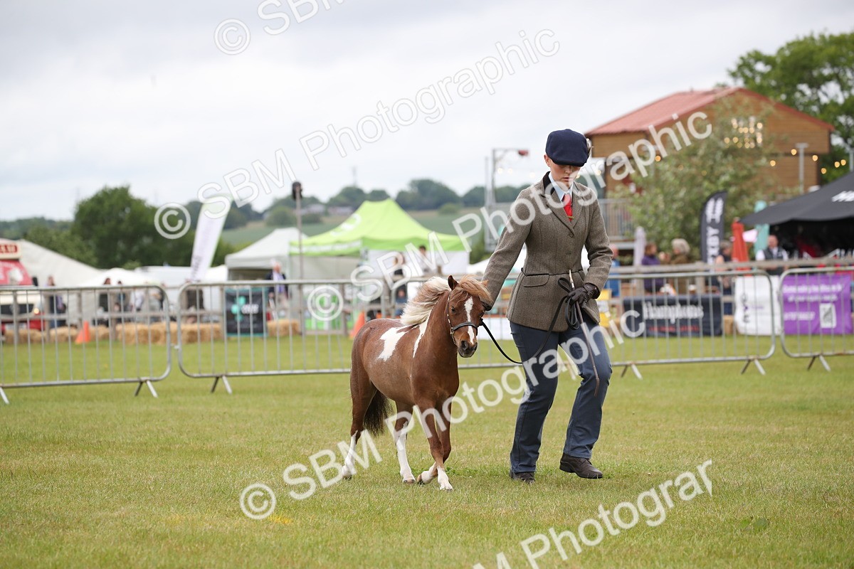 SBM_03504 - Class 23-25 - British Miniature Horse of the Year