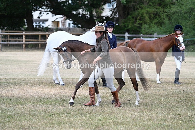 WJ7_1550 - Class 4 Prettiest Mare up to 14.2hh in hand