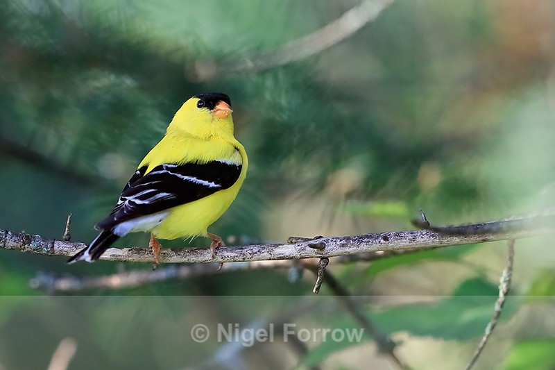 American Goldfinch (male), Minnesota, USA - American Goldfinch