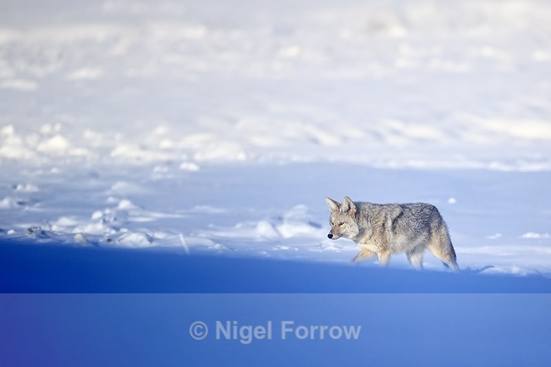 Coyote moves up shadowed slope in winter, Yellowstone, Wyoming - Coyote