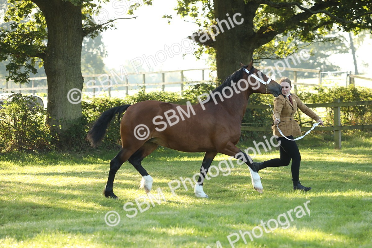 SBM_57937 - S42 - Youngstock