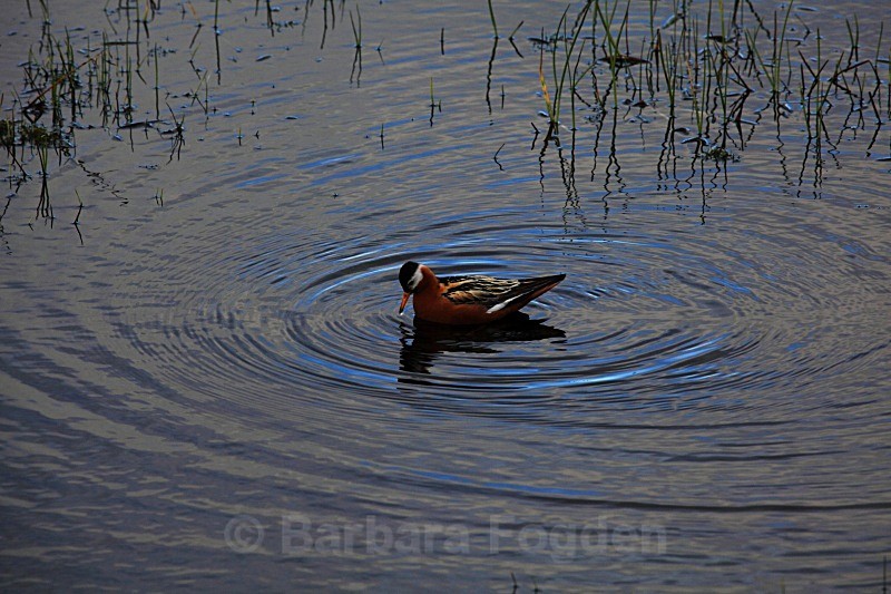 Grey Phalarope 2334 - Wildlife
