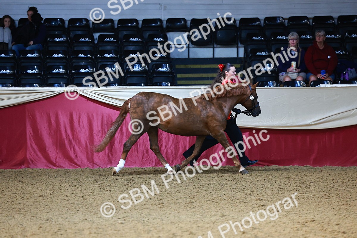 SBM_21691 - Class 901 - Supreme Final - IH  Diamond