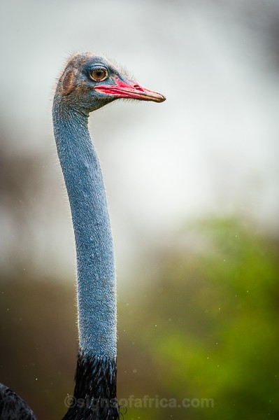 Somali Ostrich, Meru, Kenya