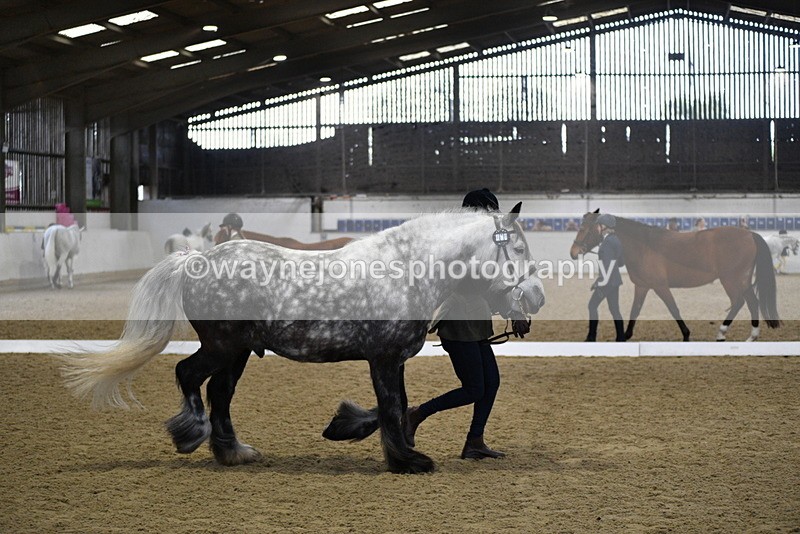 WJ5_4315 - Class 6 In hand M&M - Large Breeds