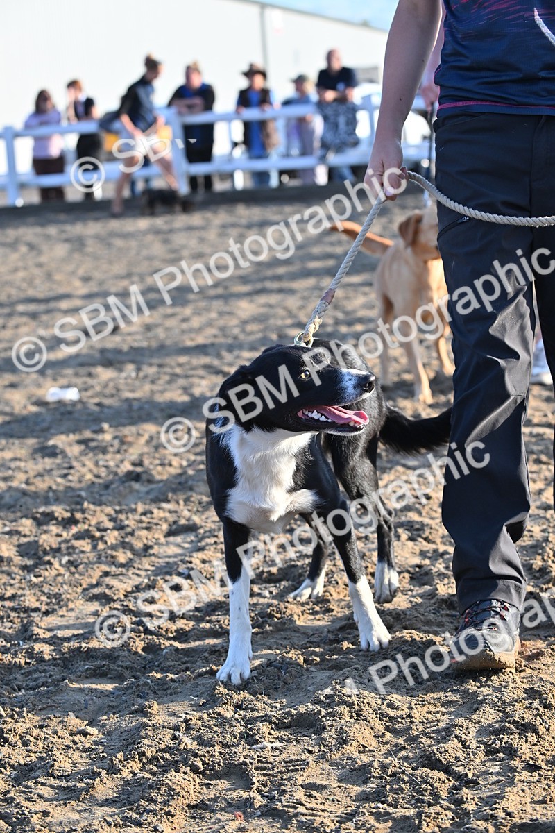 SBM_09426 - Lorry Dogs
