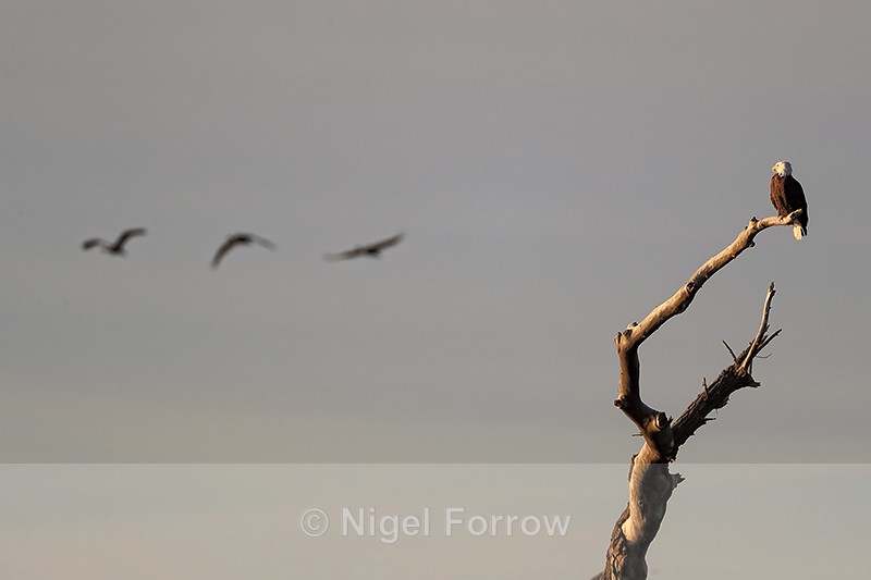 Bald Eagle watches Sandhill Cranes fly past, New Mexico, USA - Bald Eagle