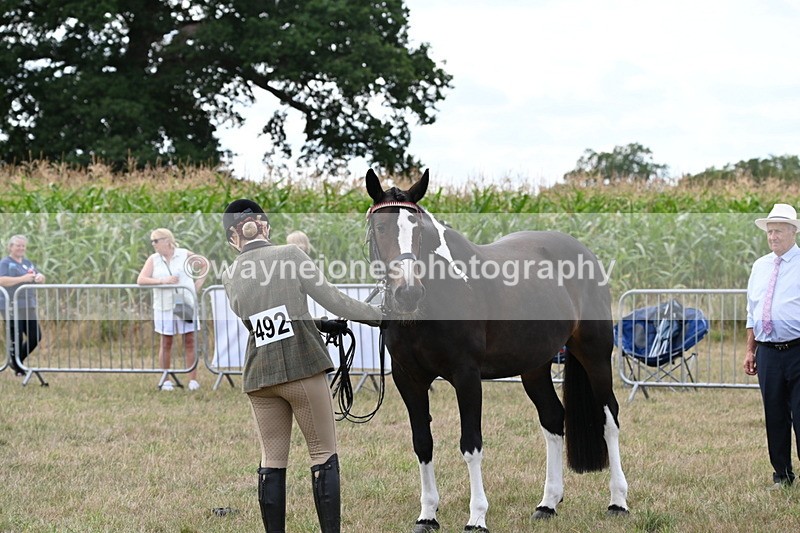WJ6_6214 - Class 19 In-hand Veterans (Uploaded correct folder)
