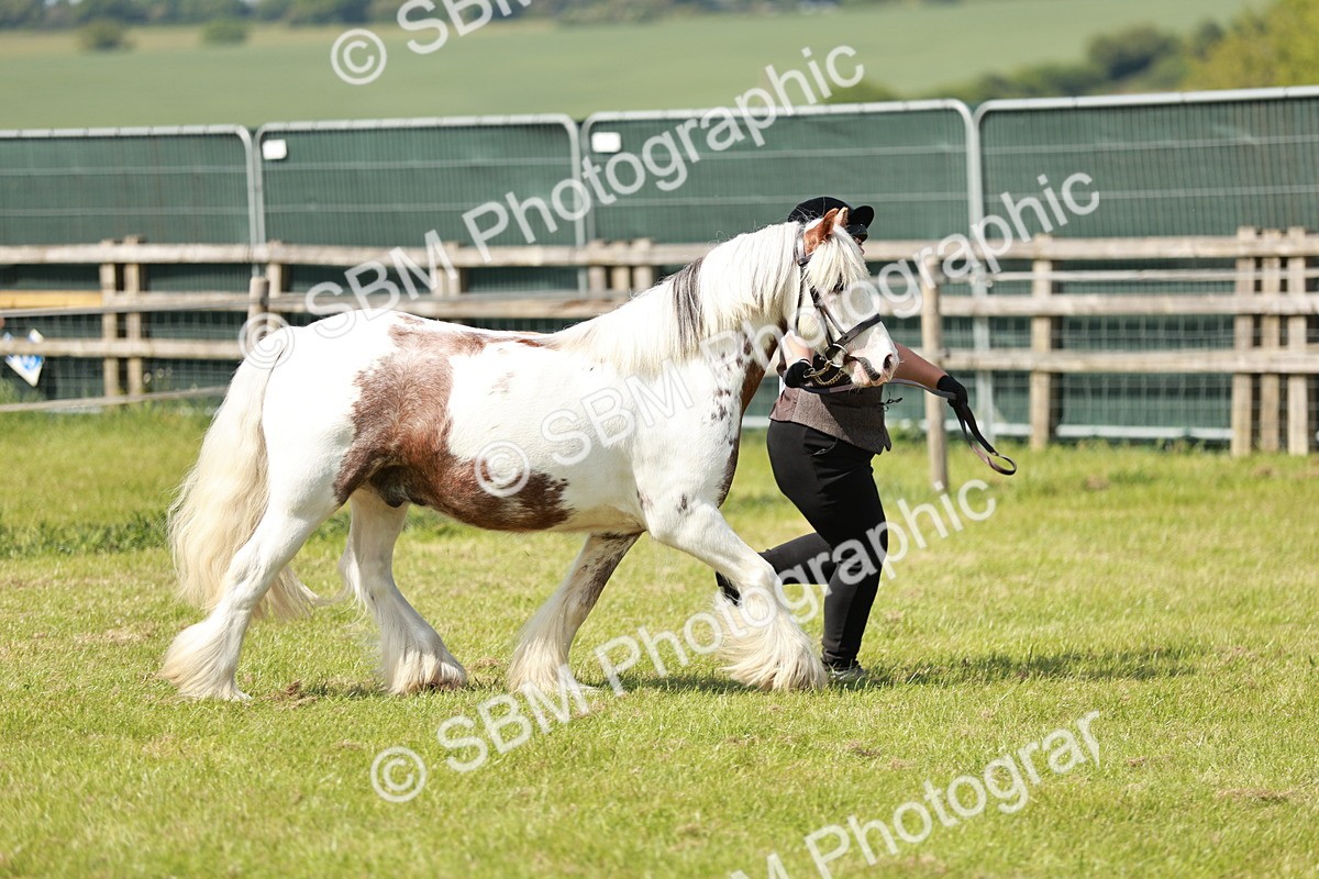 SBM_08566 - Class 63-65 - Traditional Gypsy Cobs In Hand & Ridden