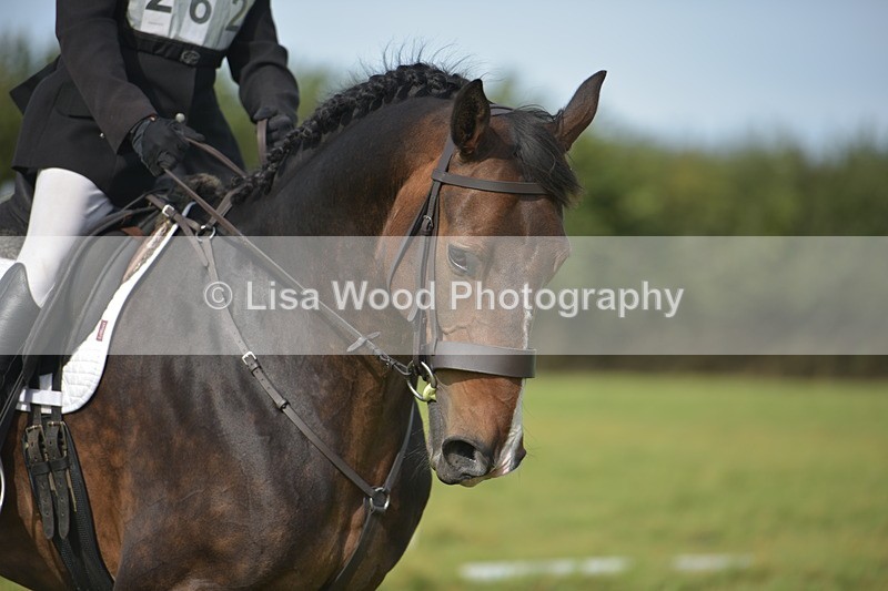 RAY_7917 - Class 2B: Trekenning Open: Dressage