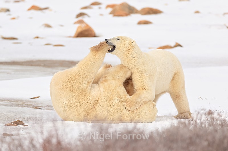 Fighting Polar Bear bites paw, Churchill, Canada - Polar Bear