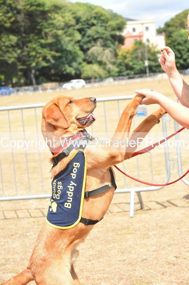 SH4_0216 - Dog show.