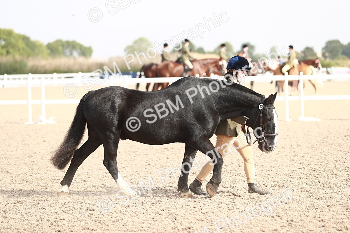 SBM_11750 - Class 206 IH Non Show Type Pony