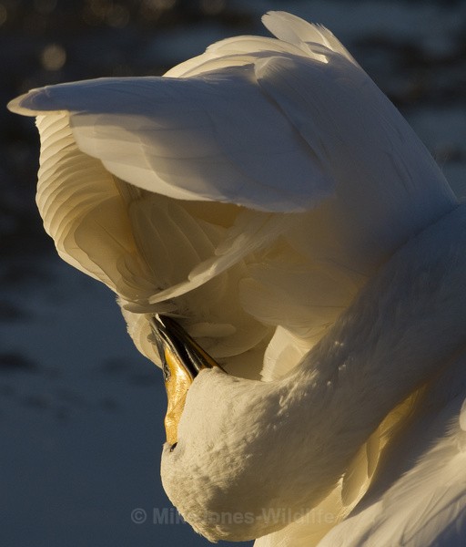 WHOOPER SWAN - WHOOPER SWANS