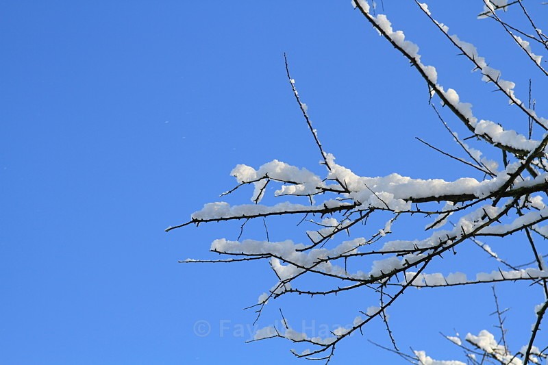  - Winter's Sparkle