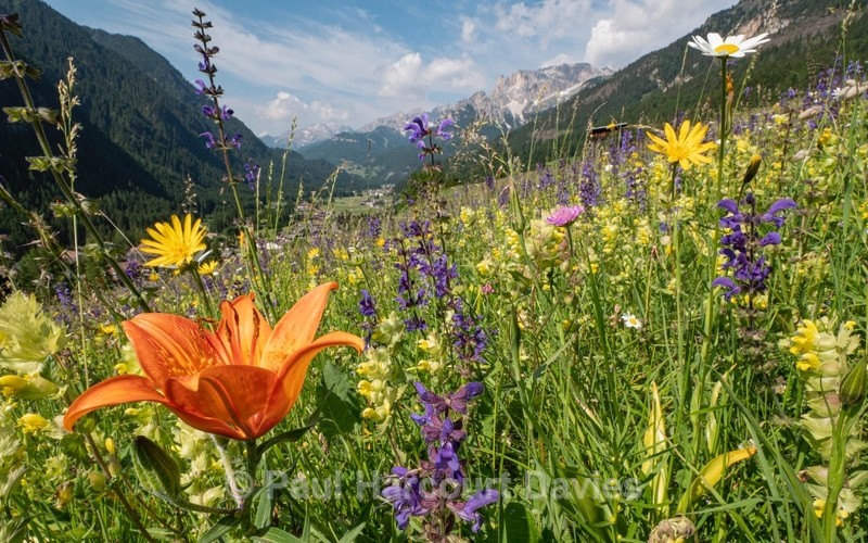 Alpine meadow with Orange lilies (Lilium bulbiferum)  and  blue/purple meadow clary (Salvia pratense) - Flowers in the Landscape