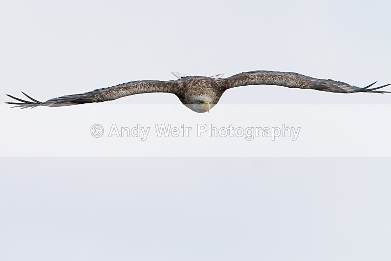 20120529-_MG_9140 - White Tailed Eagle