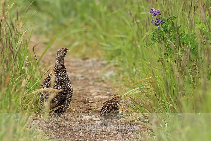 Spruce Grouse (female & chick), Silver Salmon Creek, Alaska - Spruce Grouse