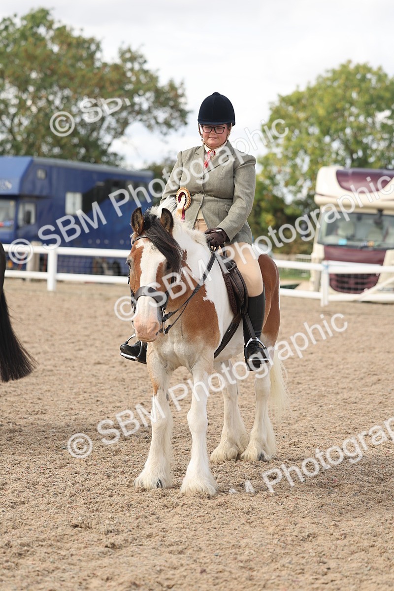 SBM_14865 - Class 308 - Ridden Coloured Horse