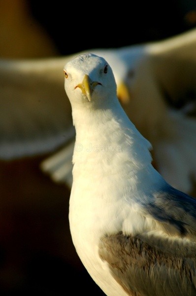 Behind You!! - Seagulls