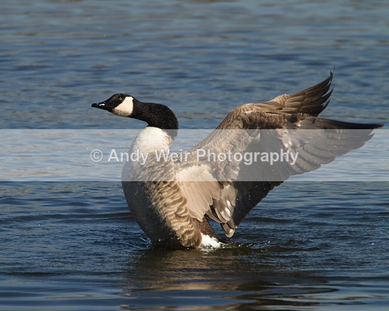 20110319-IMG_2450 - Geese