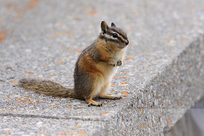 Least Chipmunk standing, Banff - Chipmunk