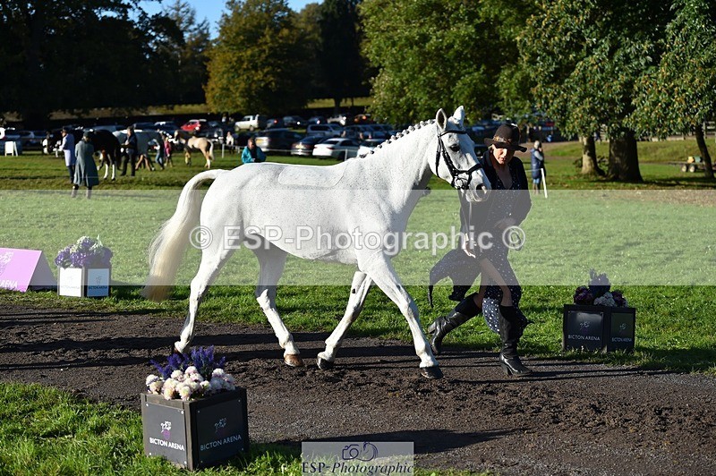 231022-095918-22161 - 403-KILLEA.LARK.GIRL-Joanna.Jones-TrotUp+SJ