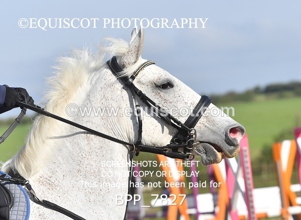 BPP_7827 - CLASS 2 Club/ Unaffiliated 80cms Open