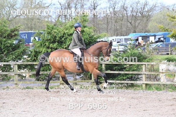 BPP_6966 - RING 1  (RIDDEN HORSES / IN HAND / VETERAN ETC)