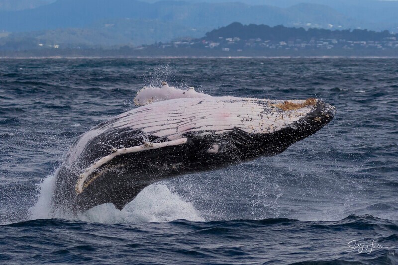 0A3A2424. Humpback Breach 1 - 2026 Whales