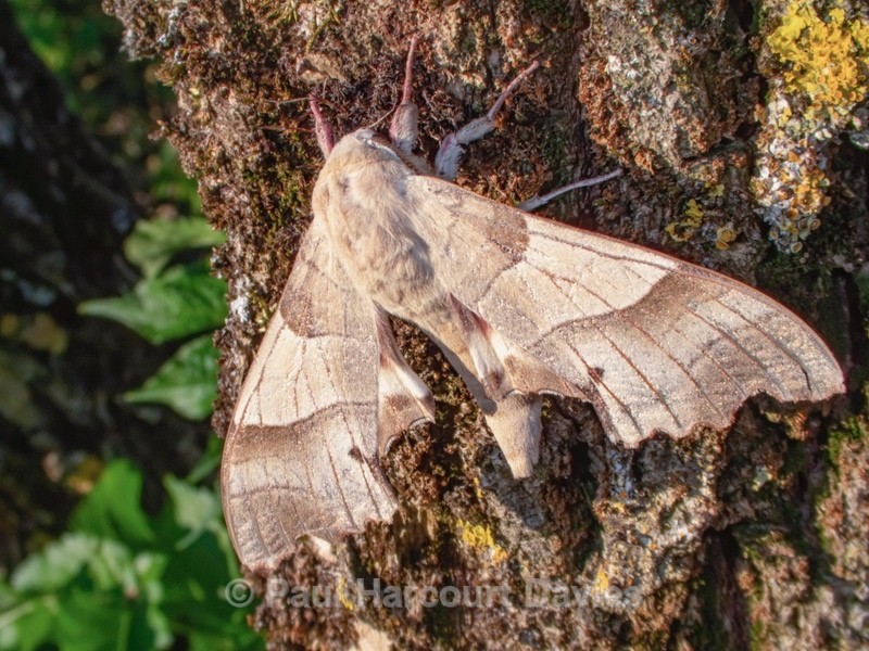 The oak hawk (Marumba quercus )  - Mikromak & TS Robusto 160
