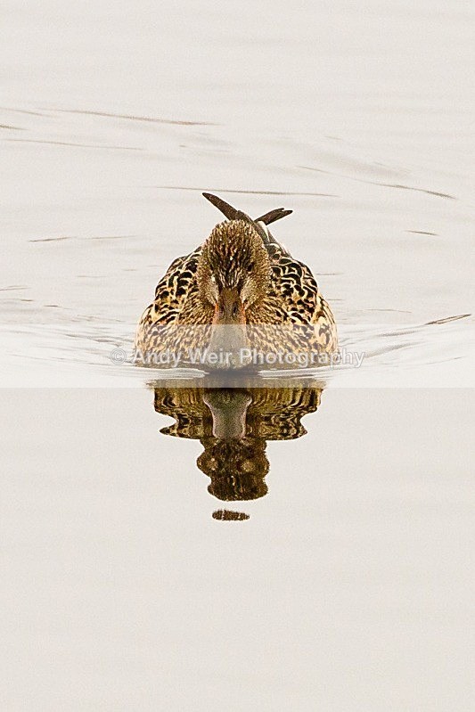 20120212-_MG_8655 - Shoveler