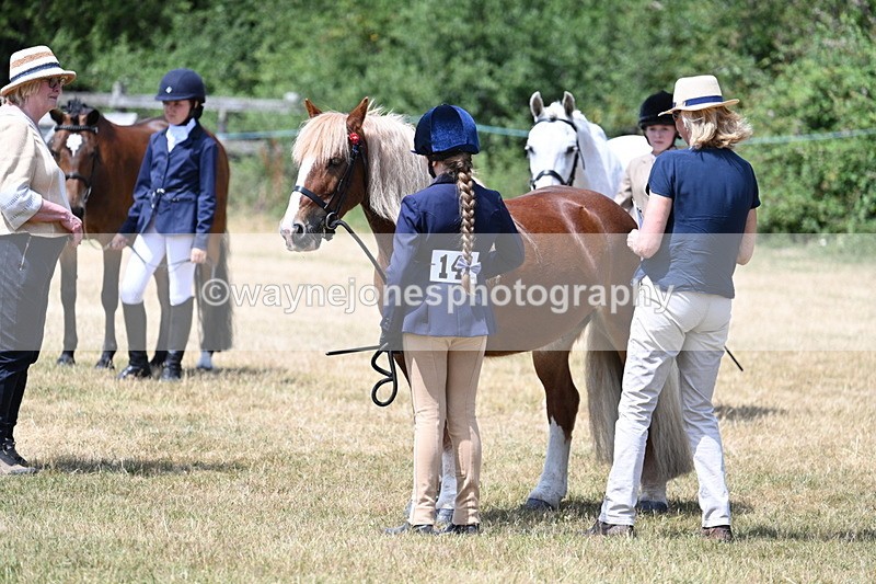 WJ7_2179 - Class 5 Most Handsome Gelding (up to 14.2hh) in hand