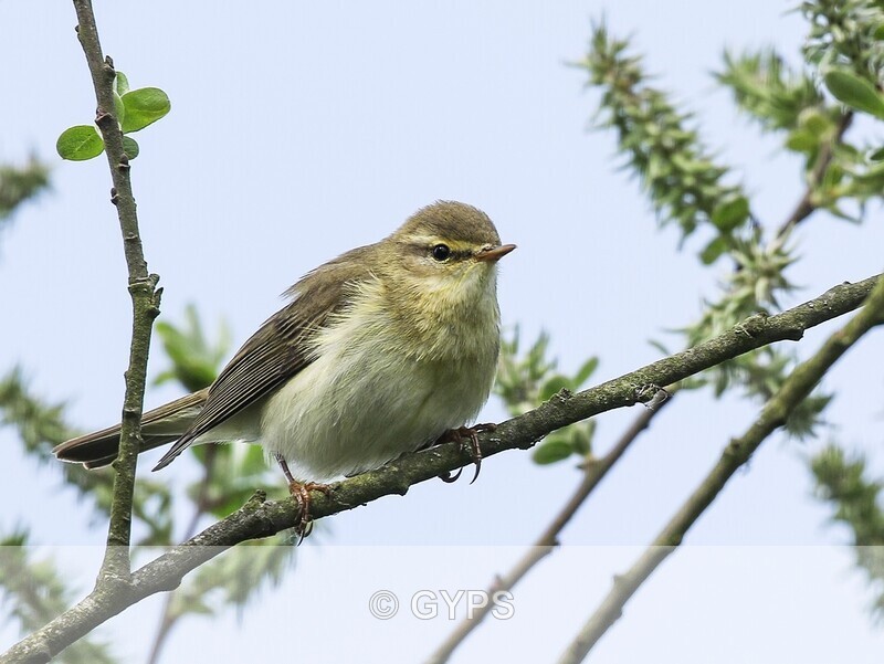 M Graystone Chiff-Chaff - Wildlife And Nature