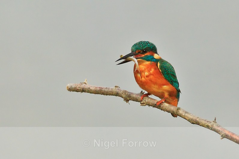 Kingfisher with fish perched on a branch at Otmoor - Kingfisher