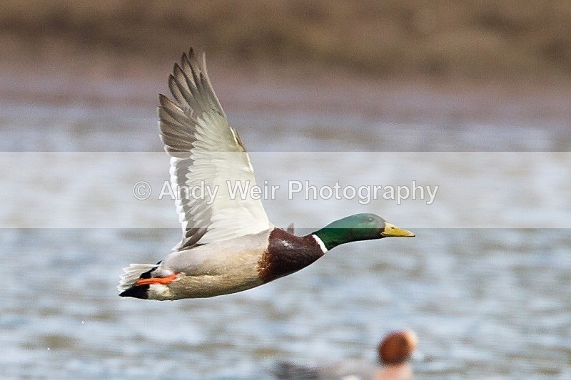 20120317-_MG_9554 - Mallard