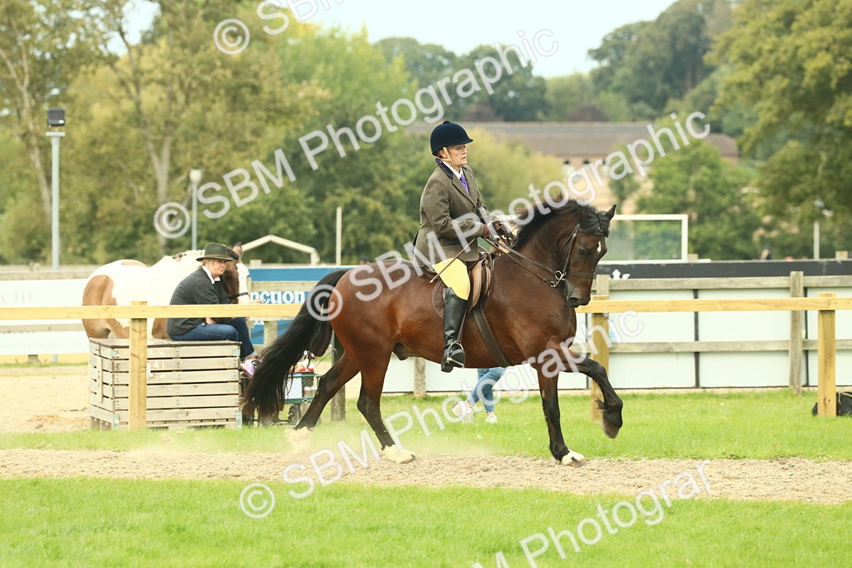 SBM_71994 - S60 - Mountain & Moorland Ridden Large Breeds