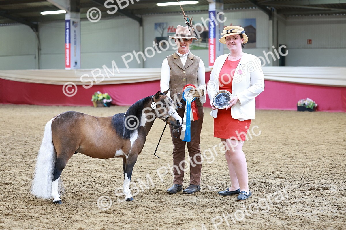 SBM_15750 - Class 110 - IH  Minature Horse