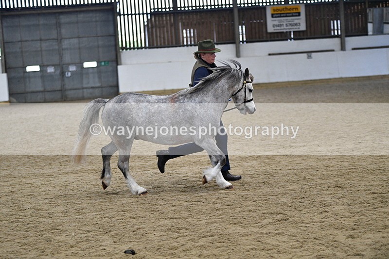 WJ5_5691 - Morning in hand Championship