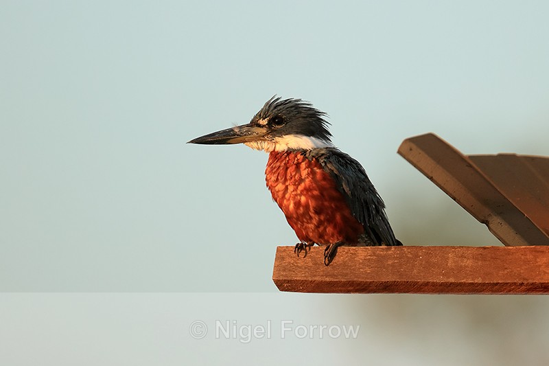 Ringed Kingfisher (male), early morning, Porto Jofre, Brazil - Ringed Kingfisher