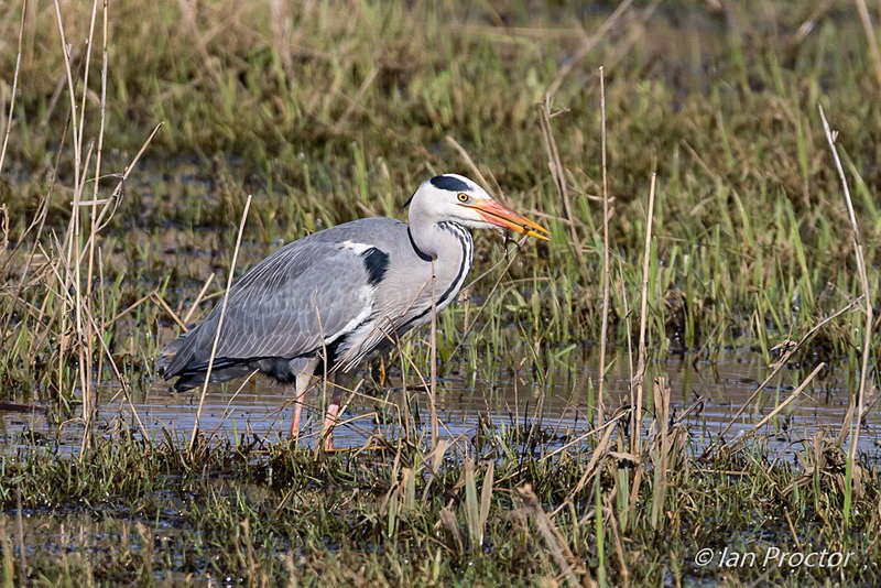 Gotcha! Heron nabs prey. - Nature