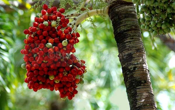 Christmas palm - Mauritius