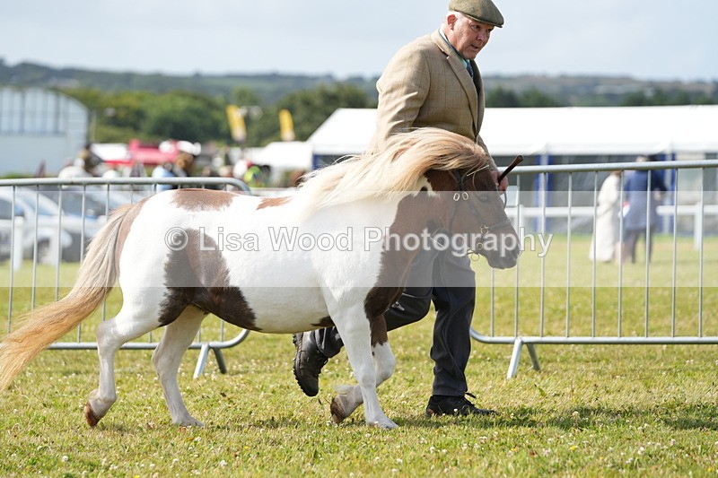 DSC05249 - Class 49: NPS Shetland 4 years and over