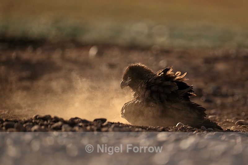 Striated Caracara having dust bath, Steeple Jason - Striated Caracara
