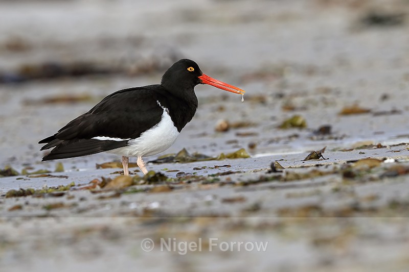 Magellanic Oystercatcher at Carcass Settlement, Falklands - Magellanic Oystercatcher