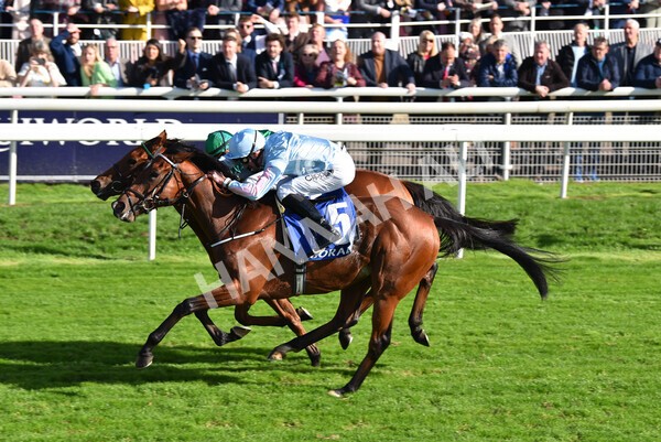 yr08102022r2-39 - Race 2 2.05pm The Coral Rockingham Stakes