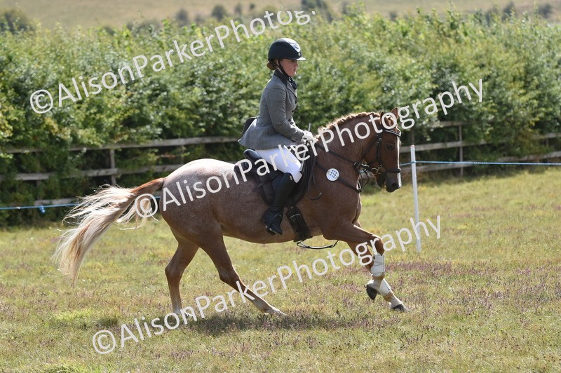 20250831-4002 - Class 12 - Working Hunter Pony 14.2hh and Under