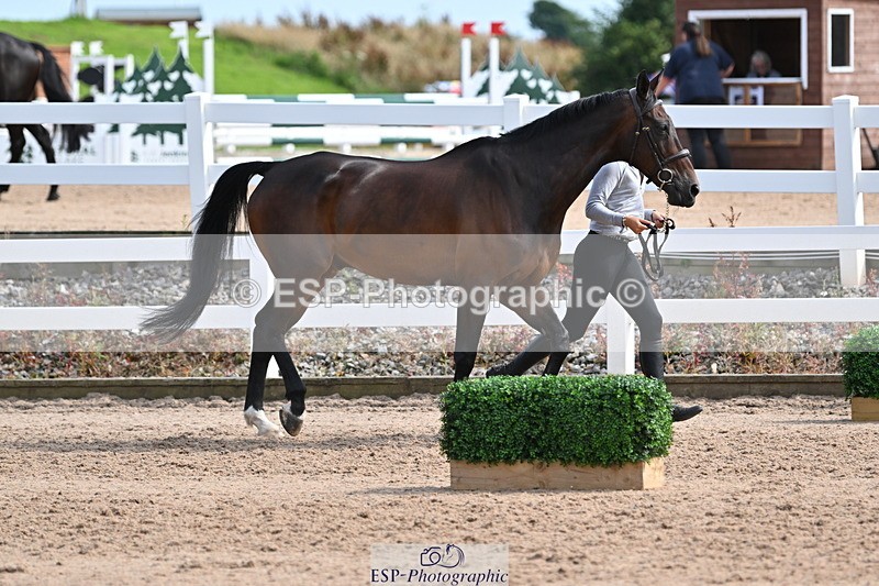 240717A-161458-03378 - Trot Up 4pm to 5pm