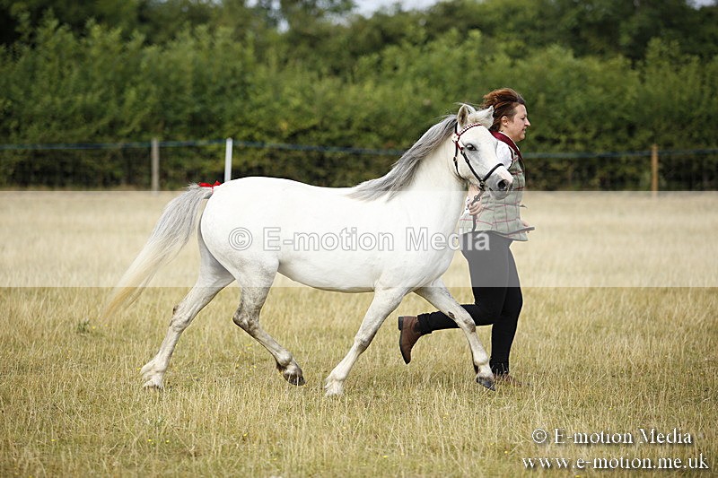 _C7A9219 - BVRC Sow 2018 Ring 2